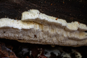  ( - HAY-F-007919)  @11 [ ] by-nc (2023) Dean Lyons Fungal Diversity Survey