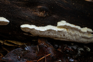  ( - HAY-F-007919)  @11 [ ] by-nc (2023) Dean Lyons Fungal Diversity Survey