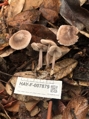  ( - HAY-F-007879)  @11 [ ] by-nc (2023) Dean Lyons Fungal Diversity Survey
