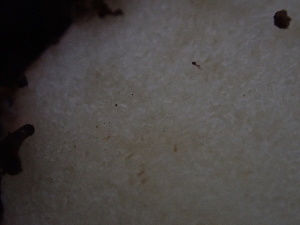  ( - HAY-F-007883)  @11 [ ] by-nc (2023) Dean Lyons Fungal Diversity Survey