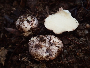  ( - HAY-F-007883)  @11 [ ] by-nc (2023) Dean Lyons Fungal Diversity Survey