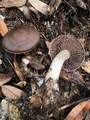  ( - HAY-F-007882)  @11 [ ] by-nc (2023) Dean Lyons Fungal Diversity Survey