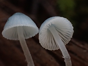  ( - HAY-F-007914)  @11 [ ] by-nc (2023) Dean Lyons Fungal Diversity Survey