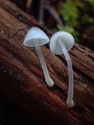  ( - HAY-F-007914)  @11 [ ] by-nc (2023) Dean Lyons Fungal Diversity Survey