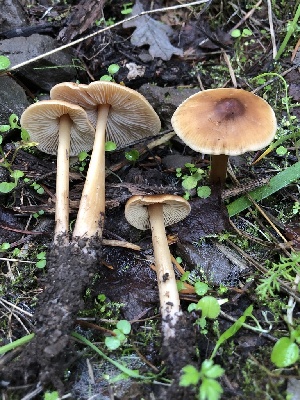  ( - HAY-F-007885)  @11 [ ] by-nc (2023) Dean Lyons Fungal Diversity Survey