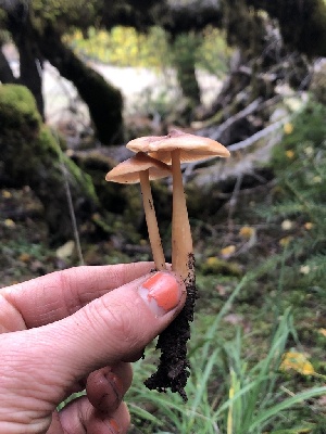  ( - HAY-F-007885)  @11 [ ] by-nc (2023) Dean Lyons Fungal Diversity Survey