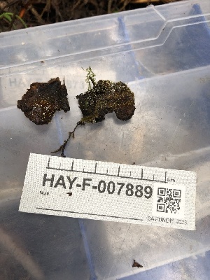  ( - HAY-F-007889)  @11 [ ] by-nc (2023) Dean Lyons Fungal Diversity Survey