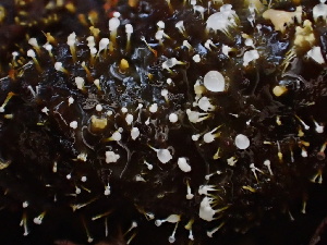 ( - HAY-F-007889)  @11 [ ] by-nc (2023) Dean Lyons Fungal Diversity Survey