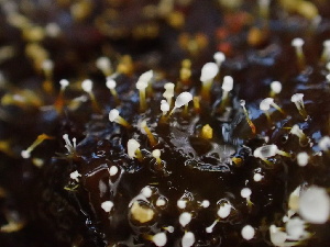  (Sphaerostilbella - HAY-F-007889)  @11 [ ] by-nc (2023) Dean Lyons Fungal Diversity Survey