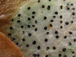  (Discinellaceae - HAY-F-007850)  @11 [ ] by-nc (2023) Dean Lyons Fungal Diversity Survey
