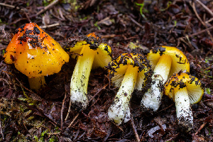  (Hygrocybe sp. acutoconica-CA01 - HAY-F-007844)  @11 [ ] by-nc (2023) Dean Lyons Fungal Diversity Survey
