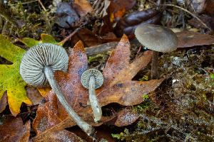  ( - HAY-F-007865)  @11 [ ] by-nc (2023) Dean Lyons Fungal Diversity Survey