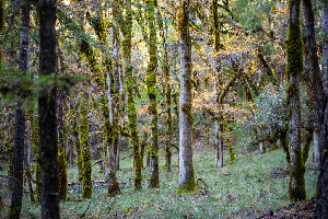  ( - HAY-F-007865)  @11 [ ] by-nc (2023) Dean Lyons Fungal Diversity Survey
