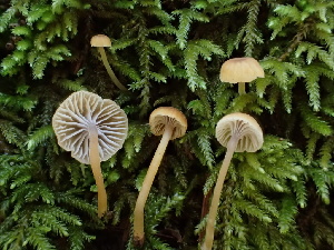  (Rickenella - HAY-F-007881)  @11 [ ] by-nc (2023) Dean Lyons Fungal Diversity Survey