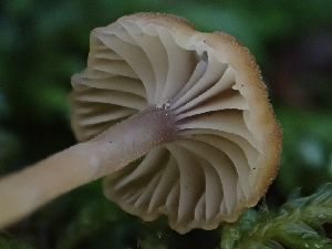  ( - HAY-F-007881)  @11 [ ] by-nc (2023) Dean Lyons Fungal Diversity Survey