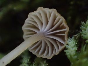  ( - HAY-F-007881)  @11 [ ] by-nc (2023) Dean Lyons Fungal Diversity Survey