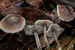  ( - HAY-F-007879)  @11 [ ] by-nc (2023) Dean Lyons Fungal Diversity Survey