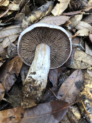  ( - HAY-F-007916)  @11 [ ] by-nc (2023) Dean Lyons Fungal Diversity Survey