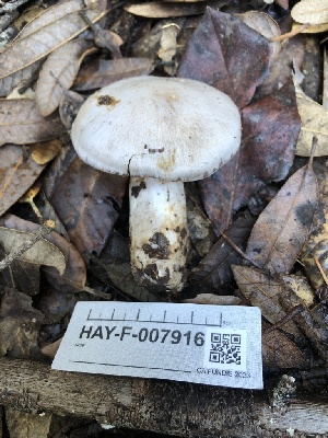  ( - HAY-F-007916)  @11 [ ] by-nc (2023) Dean Lyons Fungal Diversity Survey