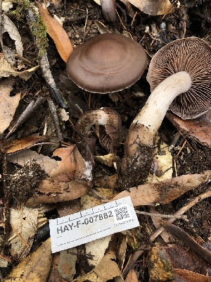  ( - HAY-F-007882)  @11 [ ] by-nc (2023) Dean Lyons Fungal Diversity Survey