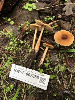  ( - HAY-F-007885)  @11 [ ] by-nc (2023) Dean Lyons Fungal Diversity Survey