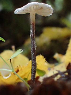  ( - HAY-F-007886)  @11 [ ] by-nc (2023) Dean Lyons Fungal Diversity Survey