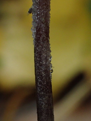  ( - HAY-F-007886)  @11 [ ] by-nc (2023) Dean Lyons Fungal Diversity Survey