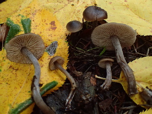  (Myochromella sp. PNW01 - HAY-F-007887)  @11 [ ] by-nc (2023) Dean Lyons Fungal Diversity Survey