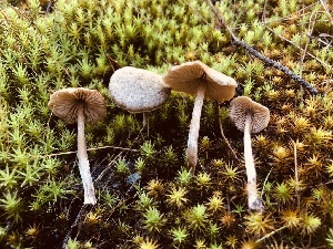  ( - HAY-F-005336)  @11 [ ] by-nc (2023) Dean Lyons Fungal Diversity Survey