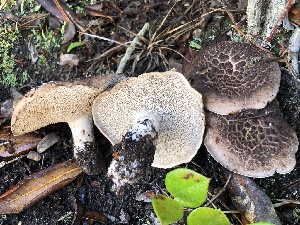  ( - HAY-F-005334)  @11 [ ] by-nc (2023) Dean Lyons Fungal Diversity Survey
