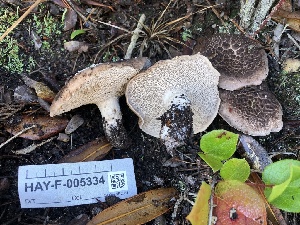  ( - HAY-F-005334)  @11 [ ] by-nc (2023) Dean Lyons Fungal Diversity Survey