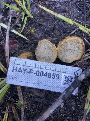  ( - HAY-F-004859)  @11 [ ] by-nc (2023) Dean Lyons Fungal Diversity Survey