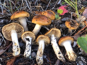  ( - HAY-F-007911)  @11 [ ] by-nc (2023) Dean Lyons Fungal Diversity Survey