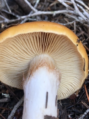 ( - HAY-F-007911)  @11 [ ] by-nc (2023) Dean Lyons Fungal Diversity Survey