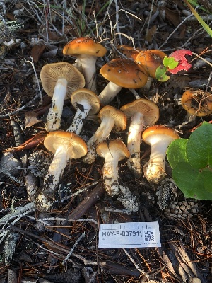  ( - HAY-F-007911)  @11 [ ] by-nc (2023) Dean Lyons Fungal Diversity Survey