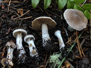  ( - HAY-F-005337)  @11 [ ] by-nc (2023) Dean Lyons Fungal Diversity Survey