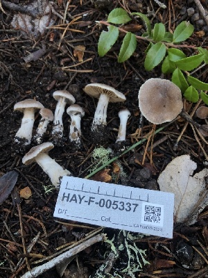  ( - HAY-F-005337)  @11 [ ] by-nc (2023) Dean Lyons Fungal Diversity Survey