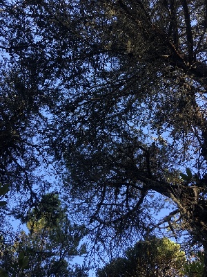 ( - HAY-F-005337)  @11 [ ] by-nc (2023) Dean Lyons Fungal Diversity Survey