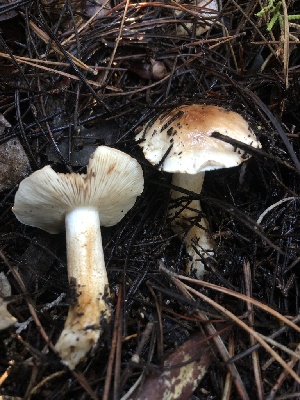  (Tricholoma sp. stans-PNW12 - HAY-F-007910)  @11 [ ] by-nc (2023) Dean Lyons Fungal Diversity Survey