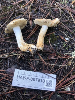  ( - HAY-F-007910)  @11 [ ] by-nc (2023) Dean Lyons Fungal Diversity Survey