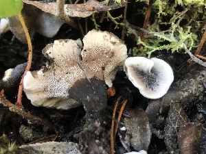  ( - HAY-F-007891)  @11 [ ] by-nc (2023) Dean Lyons Fungal Diversity Survey