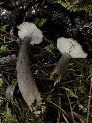  ( - HAY-F-007909)  @11 [ ] by-nc (2023) Dean Lyons Fungal Diversity Survey