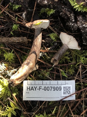  (Lactarius glutigriseus - HAY-F-007909)  @11 [ ] by-nc (2023) Dean Lyons Fungal Diversity Survey