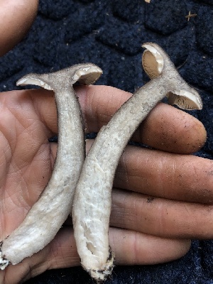  ( - HAY-F-007909)  @11 [ ] by-nc (2023) Dean Lyons Fungal Diversity Survey