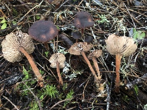  ( - HAY-F-007908)  @11 [ ] by-nc (2023) Dean Lyons Fungal Diversity Survey