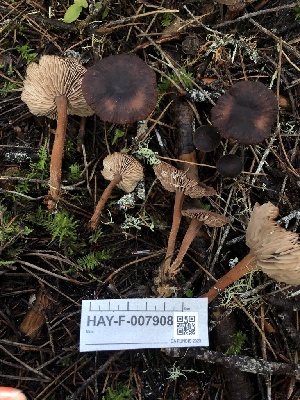  ( - HAY-F-007908)  @11 [ ] by-nc (2023) Dean Lyons Fungal Diversity Survey