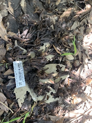  (Clavaria sp. CA10 - HAY-F-001623)  @11 [ ] by-nc (2023) Bat Vardeh Fungal Diversity Survey