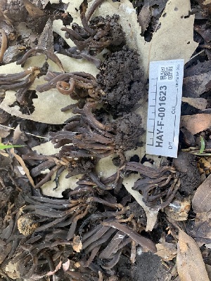  ( - HAY-F-001623)  @11 [ ] by-nc (2023) Bat Vardeh Fungal Diversity Survey