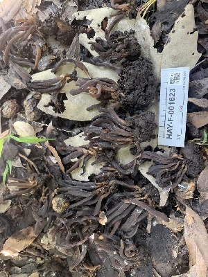  ( - HAY-F-001623)  @11 [ ] by-nc (2023) Bat Vardeh Fungal Diversity Survey