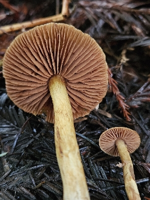  (Cortinarius badioflavidus - HAY-F-007468)  @11 [ ] by (2023) Mandy Hackney Fungal Diversity Survey